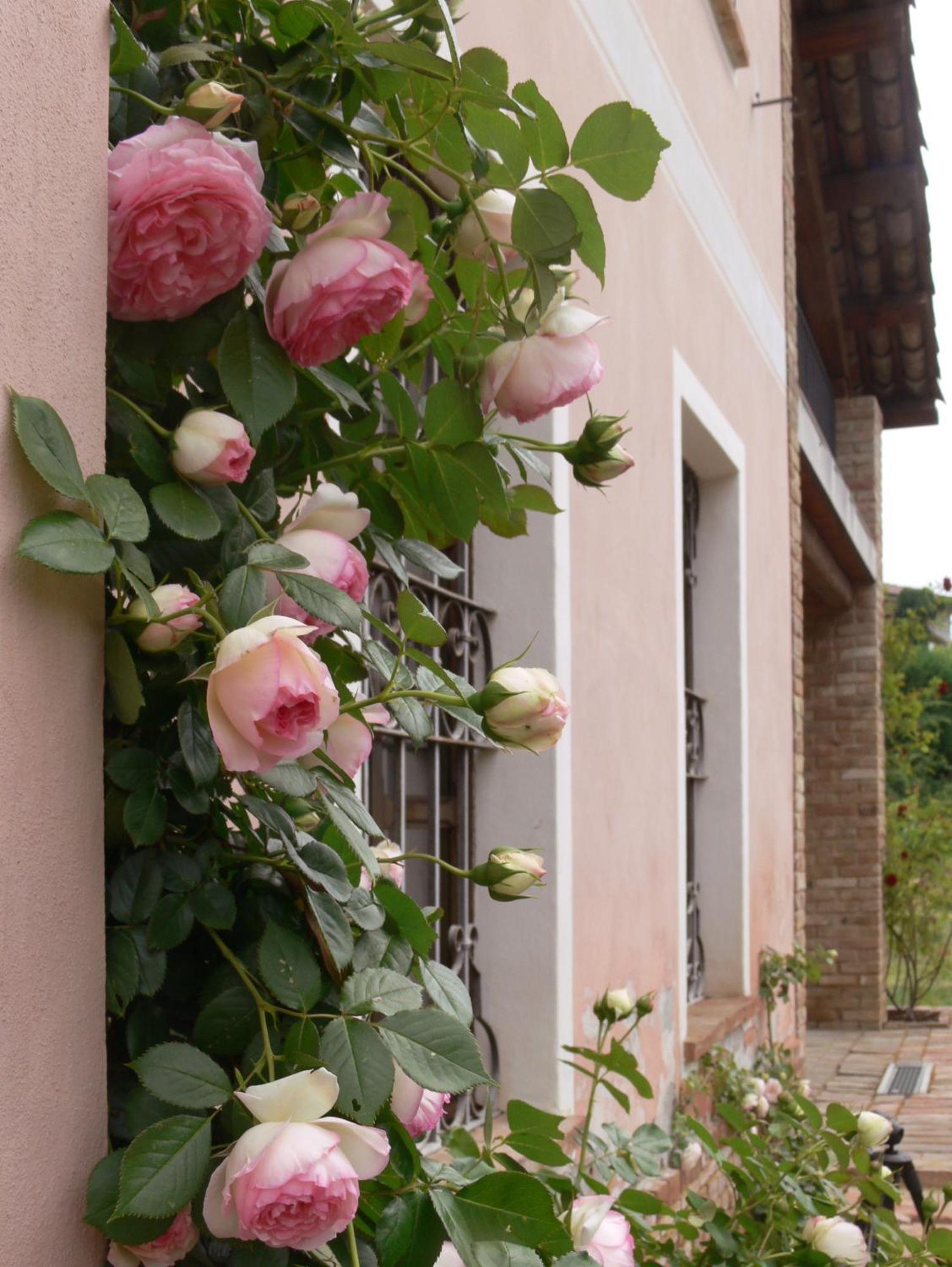 Casa Isabella ξενώνας Vaglio Serra Εξωτερικό φωτογραφία